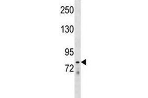 LOXL4 antibody western blot analysis in mouse liver tissue lysate.