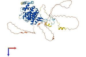 AlphaFold protein structure predicition of Human Recombinant HYCC1 Protein, UniprotID Q9BYI3