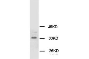 Western Blotting (WB) image for anti-Synaptophysin (SYP) antibody (ABIN1109183) (Synaptophysin anticorps)