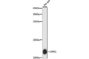 Western blot analysis of extracts of Rat eye using URM1 Polyclonal Antibody at dilution of 1:3000.
