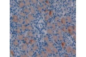 IHC-P analysis of Mouse Tissue, with DAB staining. (Netrin 1 anticorps  (AA 313-565))