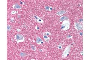 Anti-STX1A / Syntaxin 1A antibody IHC of human brain, cortex.