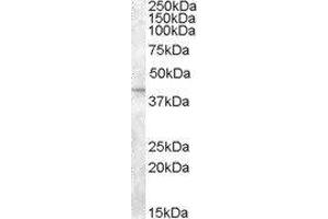 Western Blotting (WB) image for Solute Carrier Family 24, Member 5 (SLC24A5) peptide (ABIN370499) (Solute Carrier Family 24, Member 5 (SLC24A5) Peptide)