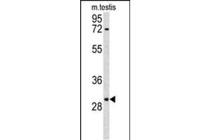 Western blot analysis of R Antibody (N-term) (ABIN653060 and ABIN2842661) in mouse testis tissue lysates (35 μg/lane).