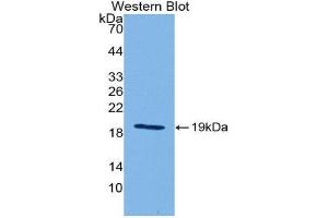 Western Blotting (WB) image for anti-Interleukin 18 (IL18) (AA 36-192) antibody (ABIN1078230) (IL-18 anticorps  (AA 36-192))