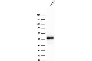 Western Blot Analysis of MCF-7 cell lysate using EpCAM Mouse Recombinant Monoclonal Antibody (rEGP40/1372).