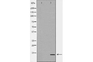 Western blot analysis of extracts of HeLa, using GHRL antibody. (Ghrelin anticorps  (C-Term))