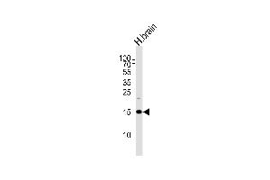 Western blot analysis of lysate from human brain tissue lysate, using SPRN Antibody at 1:1000 at each lane. (SPRN anticorps  (C-Term))
