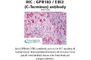 Image no. 1 for anti-G Protein-Coupled Receptor 183 (GPR183) (C-Term) antibody (ABIN1735019)