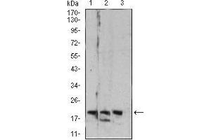 Western blot analysis using Rab6b mouse mAb against C6 (1), HT-29 (2), and PC-12 (3) cell lysate.