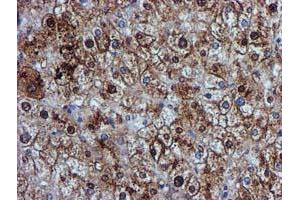 Image no. 13 for anti-Glutathione S-Transferase theta 2 (GSTT2) antibody (ABIN1498553) (GSTT2 anticorps)