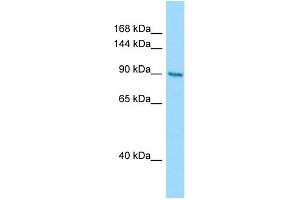 Host: Rabbit Target Name: CSPP1 Sample Type: PANC1 Whole Cell lysates Antibody Dilution: 1. (CSPP1 anticorps  (N-Term))
