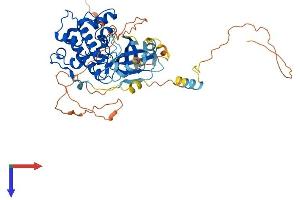AlphaFold protein structure predicition of Mouse Recombinant Camkk1 Protein, UniprotID Q8VBY2