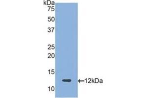 Western blot analysis of recombinant Human PRG4. (Proteoglycan 4 anticorps  (AA 1151-1241))