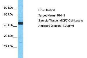 Host: Rabbit Target Name: RNH1 Sample Type: MCF7 Whole Cell lysates Antibody Dilution: 1. (RNH1 anticorps  (N-Term))