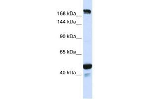 Western Blotting (WB) image for anti-Ring Finger Protein 213 (RNF213) antibody (ABIN2459137) (RNF213 anticorps)