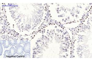 Immunohistochemical analysis of paraffin-embedded rat testis tissue. (NF-kB p65 anticorps  (pSer536))