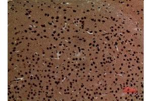 Immunohistochemistry (IHC) analysis of paraffin-embedded Mouse Brain, antibody was diluted at 1:100.