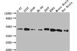 Western Blot Positive WB detected in: Hela whole cell lysate, HepG2 whole cell lysate, Jurkat whole cell lysate, MCF-7 whole cell lysate All lanes: SPPL3 antibody at 3 μg/mL Secondary Goat polyclonal to rabbit IgG at 1/50000 dilution Predicted band size: 43, 19 kDa Observed band size: 43 kDa (SPPL3 anticorps  (AA 213-263))
