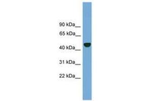 Image no. 1 for anti-Proteasome (Prosome, Macropain) 26S Subunit, Non-ATPase, 12 (PSMD12) (N-Term) antibody (ABIN6745220)