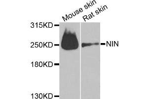Western blot analysis of extracts of mouse skin and rat skin cell lines, using NIN antibody.