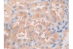 DAB staining on IHC-P; Samples: Human Kidney Tissue (ANGPTL5 anticorps  (AA 141-383))