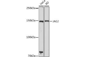 Western blot analysis of extracts of various cell lines, using J antibody (ABIN7268034) at 1:1000 dilution.