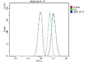 Flow Cytometry analysis of HEPG2 cells using anti- Liver Carboxylesterase 1/CES1 antibody (ABIN7602719). (CES1 anticorps  (AA 99-206))