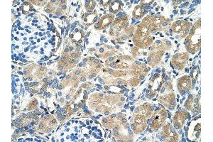 TM9SF1 antibody was used for immunohistochemistry at a concentration of 4-8 ug/ml to stain Epithelial cells of renal tubule (arrows) in Human Kidney. (TM9SF1 anticorps  (Middle Region))