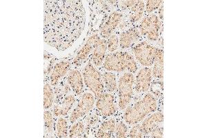 Immunohistochemical analysis of paraffin-embedded human kidney tissue using A performed on the Leica® BOND RXm.
