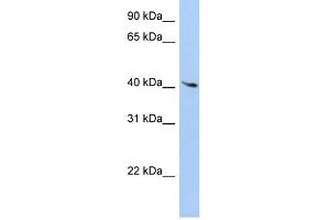WB Suggested Anti-LYL1 Antibody Titration: 0. (LYL1 anticorps  (C-Term))
