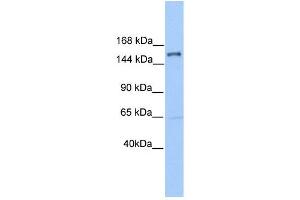 PLEKHH2 antibody used at 1 ug/ml to detect target protein. (PLEKHH2 anticorps)