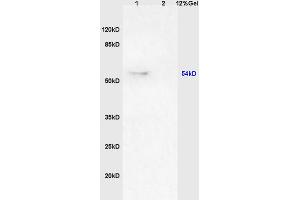 Lane 1: rat brain lysates Lane 2: human colon carcinoma lysates probed with Anti GPS1/CSN1 Polyclonal Antibody, Unconjugated (ABIN1385980) at 1:200 in 4C. (GPS1 anticorps  (AA 324-370))
