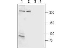 Western blot analysis of rat brain membrane (lanes 1 and 3) and rat basophilic leukemia (RBL) cell line lysate (lanes 2 and 4): - 1,2. (ITPR2 anticorps  (C-Term, Intracellular))