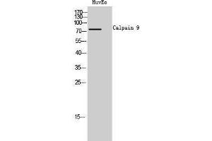 Western Blotting (WB) image for anti-Calpain 9 (CAPN9) (Internal Region) antibody (ABIN3183633)