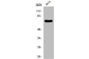 Western Blot analysis of Hela cells using FBP2 Polyclonal Antibody (KHSRP anticorps  (N-Term))