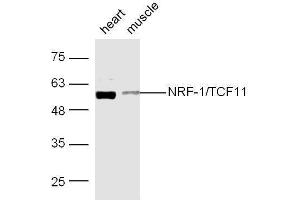 Mouse heart and muscle lysates probed with Rabbit Anti-NRF-1 Polyclonal Antibody, Unconjugated  at 1:500 for 90 min at 37˚C. (NRF1 anticorps  (AA 51-180))