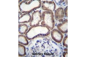 COX6B1 Antibody (C-term) immunohistochemistry analysis in formalin fixed and paraffin embedded human kidney tissue followed by peroxidase conjugation of the secondary antibody and DAB staining. (Complex IV Subunit VIb (AA 58-86), (C-Term) anticorps)