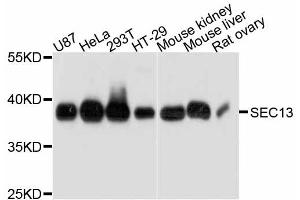 Western blot analysis of extracts of various cell lines, using SEC13 antibody (ABIN4905104) at 1:3000 dilution. (SEC13 anticorps)