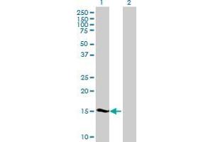 Western Blot analysis of SHISA5 expression in transfected 293T cell line by SHISA5 MaxPab polyclonal antibody. (SHISA5 anticorps  (AA 1-137))