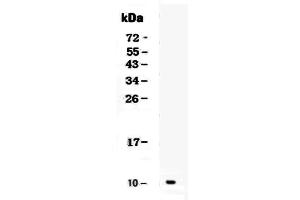Western blot analysis of GRO alpha using anti-GRO alpha antibody .