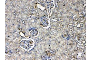 IHC analysis of Thrombopoietin using anti- Thrombopoietin antibody .