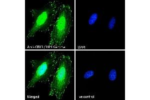 (ABIN185493) Immunofluorescence analysis of paraformaldehyde fixed HeLa cells, permeabilized with 0. (CBX3 anticorps  (Internal Region))