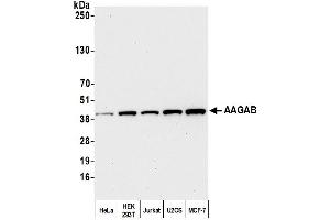 Western Blotting (WB) image for anti-alpha- and gamma-Adaptin Binding Protein (AAGAB) (AA 265-315) antibody (ABIN7452795) (AAGAB anticorps  (AA 265-315))