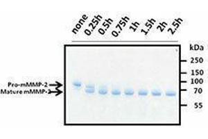 MMP2 Protein (AA 34-662, C-Term)