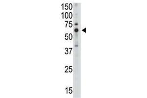 Image no. 1 for anti-Sialic Acid Binding Ig-Like Lectin 5 (SIGLEC5) (C-Term) antibody (ABIN357144) (SIGLEC5 anticorps  (C-Term))