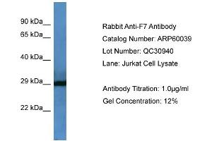 WB Suggested Anti-F7  Antibody Titration: 0. (Factor VII anticorps  (Middle Region))