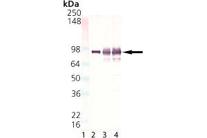 Western Blot Analysis of HSP90, mAb (2D11B9) . (HSP90 anticorps)