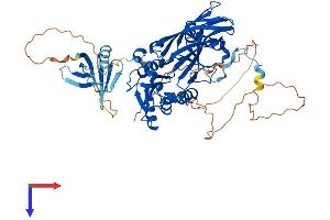 AlphaFold protein structure predicition of Mouse Recombinant Carm1 Protein, UniprotID Q9WVG6