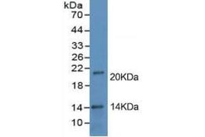 Rabbit Capture antibody from the kit in WB with Positive Control: Human placenta tissue lysate. (PD-L1 Kit ELISA)
